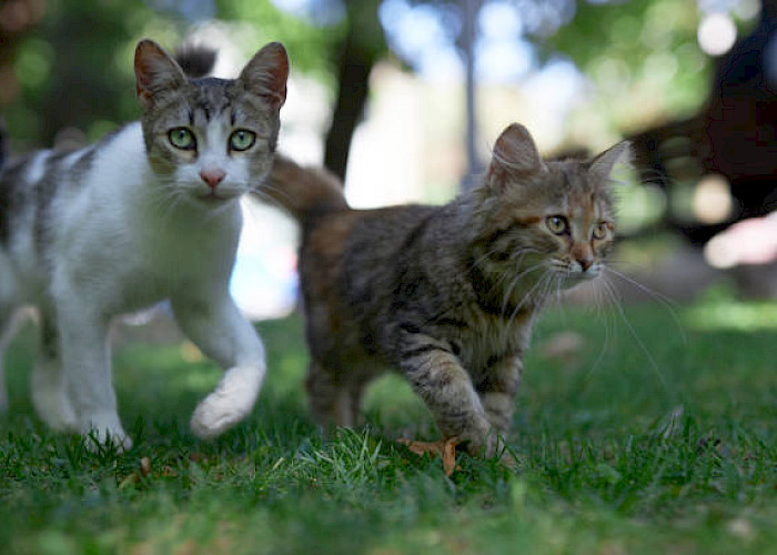 The Cat Butler Weybridge’s Jen Jones Completes 100-Mile Challenge for Woking Cats Protection