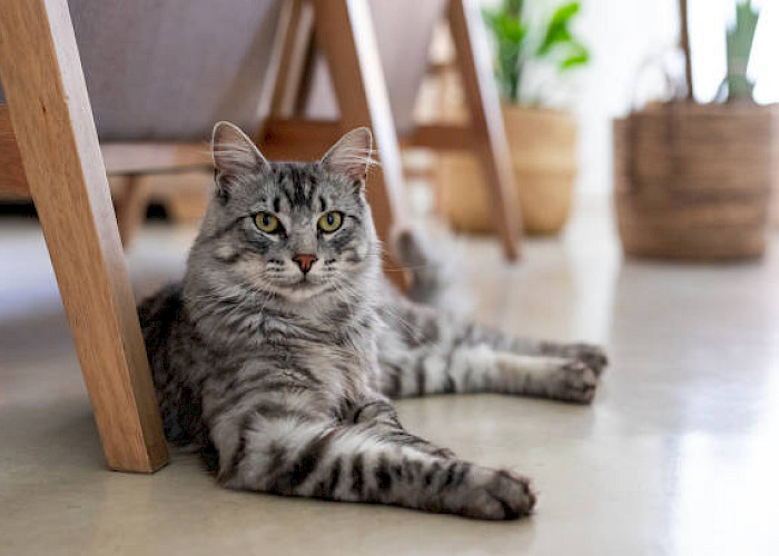 Reflecting on a Wonderful Summer at The Cat Butler Derby