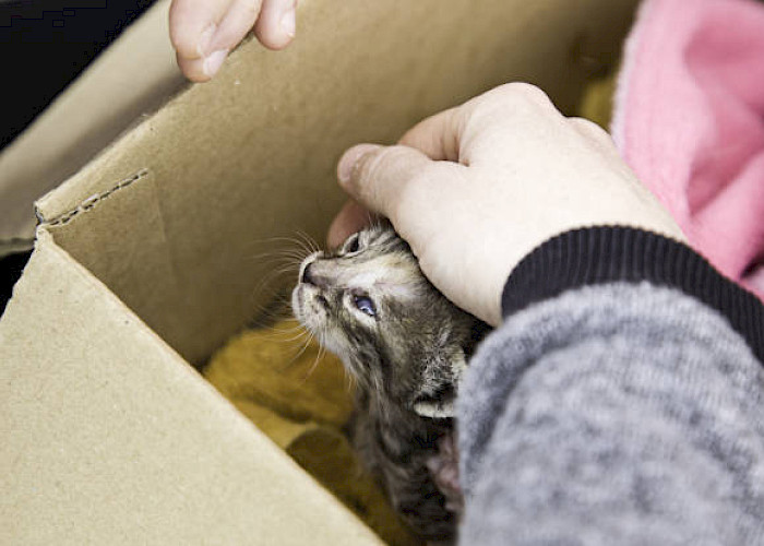 From Rescue to Forever: Pickles and Nyx Find Their Forever Homes