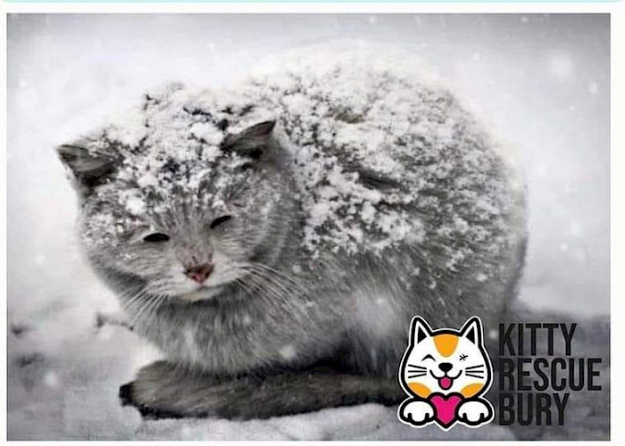 The Cat Butler Rossendale is Helping Kitty Rescue Bury Provide Safe Shelters for Stray and Feral Cats
