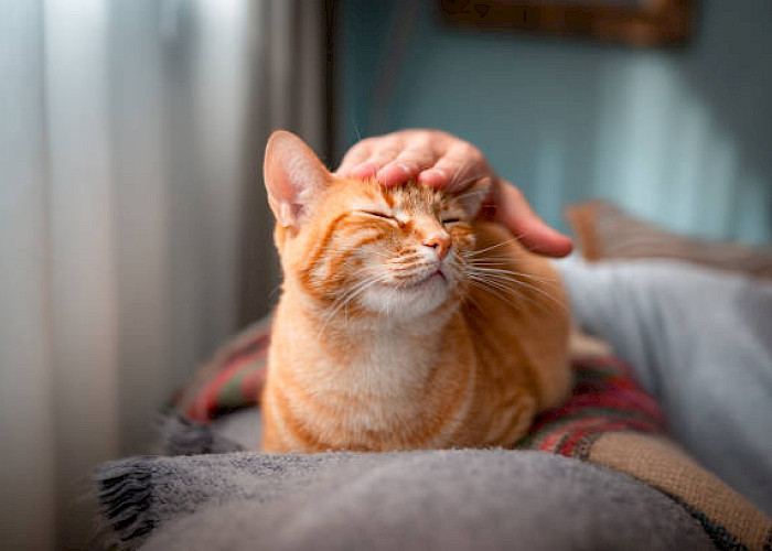 From Client to Cat Butler: A Purrfect Change!