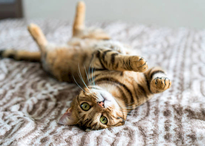 A Pawsome First Year: The Cat Butler Leighton Buzzard