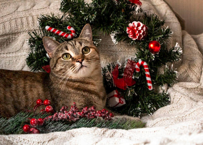Crafting for a Cause: Spreading Festive Cheer for Cats in Need