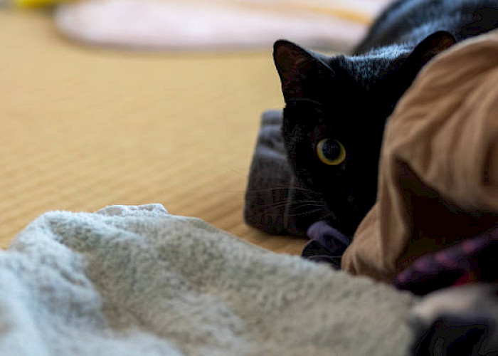 A Day at the Seaside: Helping Cats in Need