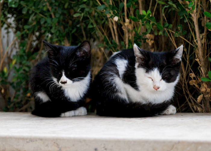 Community Champions: Bev’s Heartfelt Efforts to Rescue Rossendale’s Stray Cats