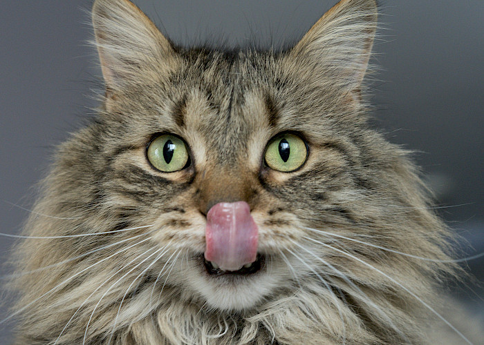 Find Your Purr-fect Cat Sitter In Didsbury, Chorlton, Baguley, Sale and Wythenshawe