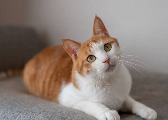 Didsbury Cat Owners
