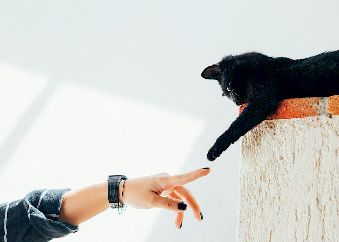 Searching for a Professional Cat Sitter in and Around Rossendale?