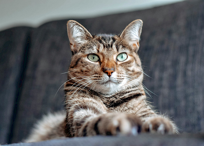 Find a Paw-some Cat Sitter In and Around Ampthill, Arlesey, Biggleswade, Henlow, Hitchin, Letchworth Garden City, Shefford or Sandy.