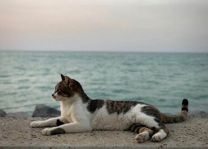 Finding Your Purr-fect Cat Sitter In and Around Bournemouth