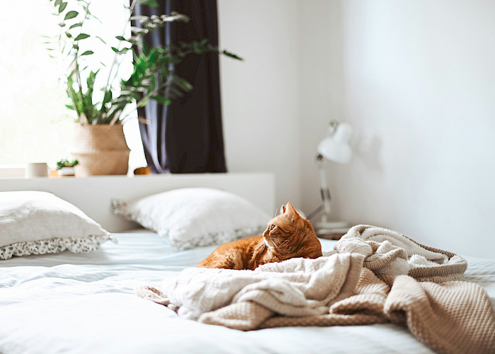 Find Your Purr-fect Cat Sitter in and Around Hemel Hempstead and Chesham