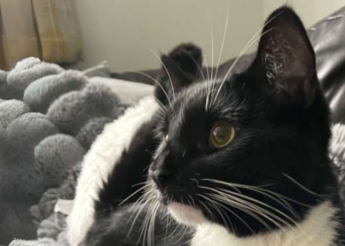 Domino’s Drama – How The Cat Butler Thame Came to the Rescue