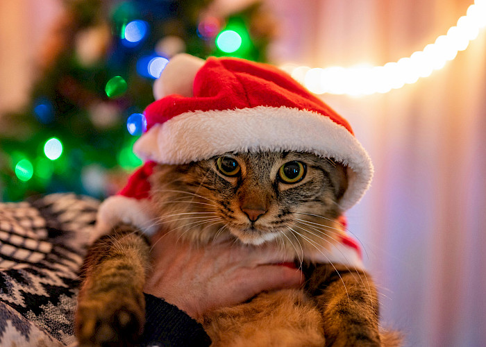 A Purrfect Partnership: Thame & Chesham take The Cat Butler to the Airwaves This Christmas!