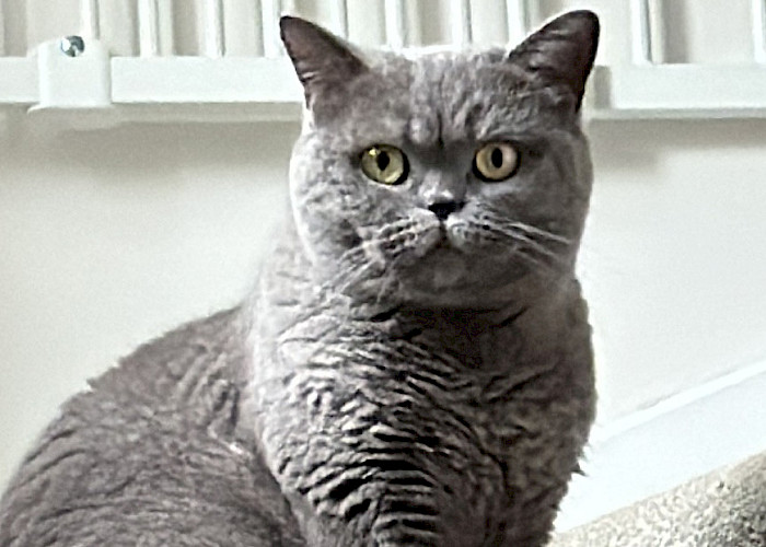 How The Cat Butler Welwyn & Hatfield Won the Trust of a Timid British Shorthair