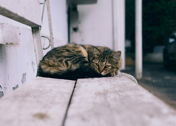 Lost Cat Reunited After 5 Years – A Heart-warming The Cat Butler Story