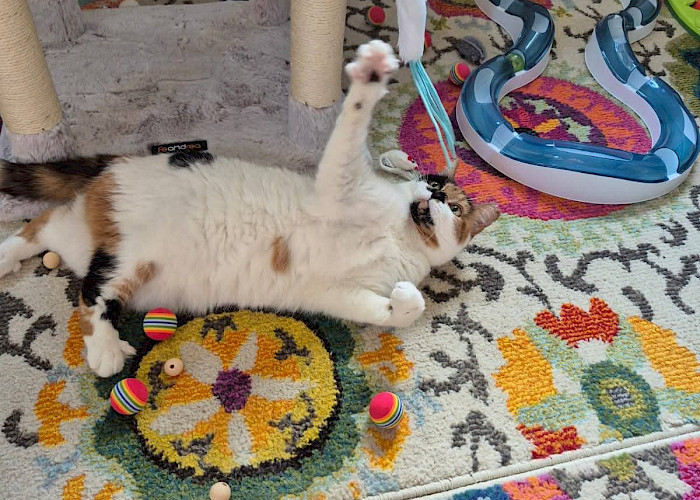 Biggleswade Cat Rescue: Mitzy’s Journey to a Loving Home