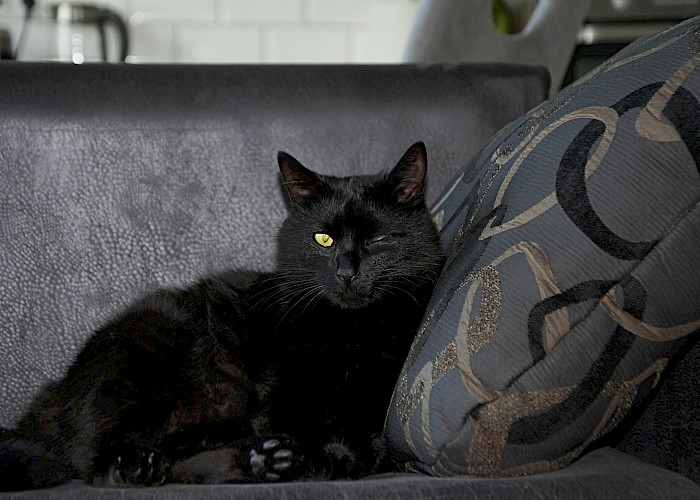 Find a Paw-some Cat Sitter In and Around South West Leeds or Pudsey