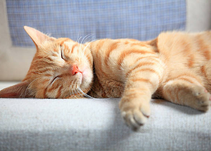 Searching for a Professional Cat Sitter in and Around Hornchurch and Upminster?