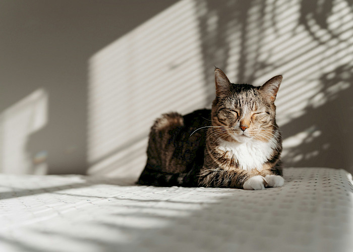 Looking for a Professional Cat Sitter in and Around Greenwich?