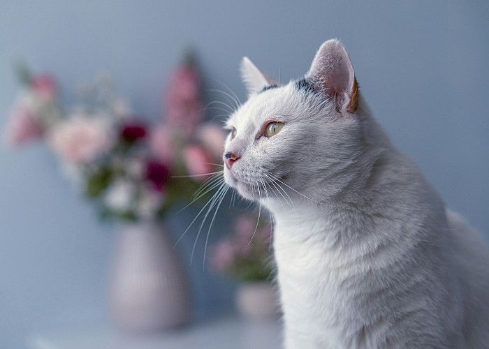 Searching for a Professional Cat Sitter in and Around Doncaster?