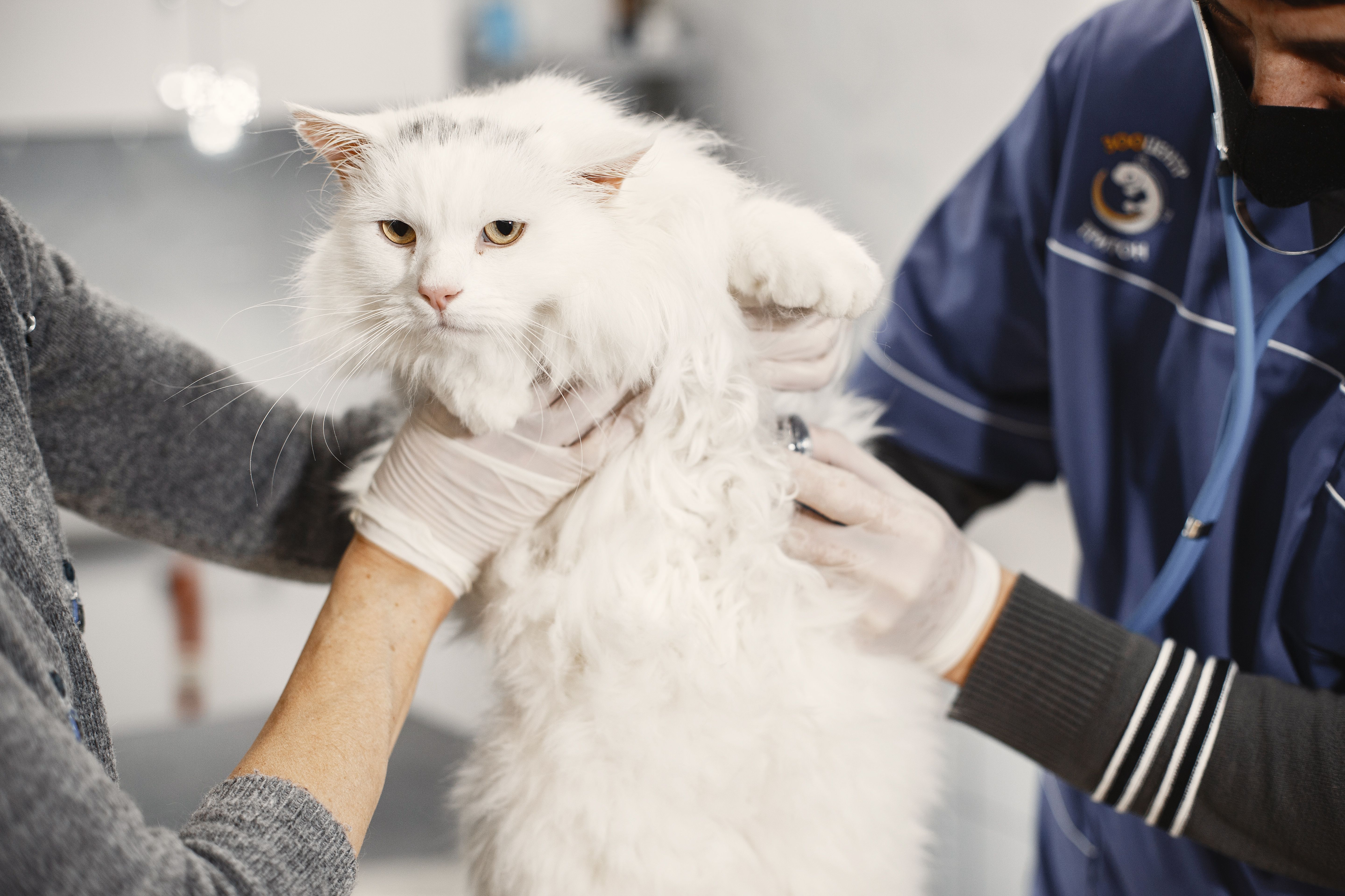Vet examining a fluffy white cat with a stethoscope at a veterinary clinic