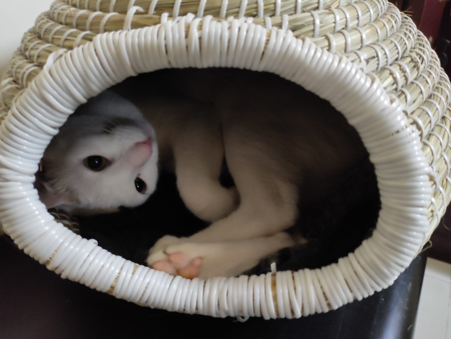 Cat tucked inside a covered wicker basket, looking out through the opening