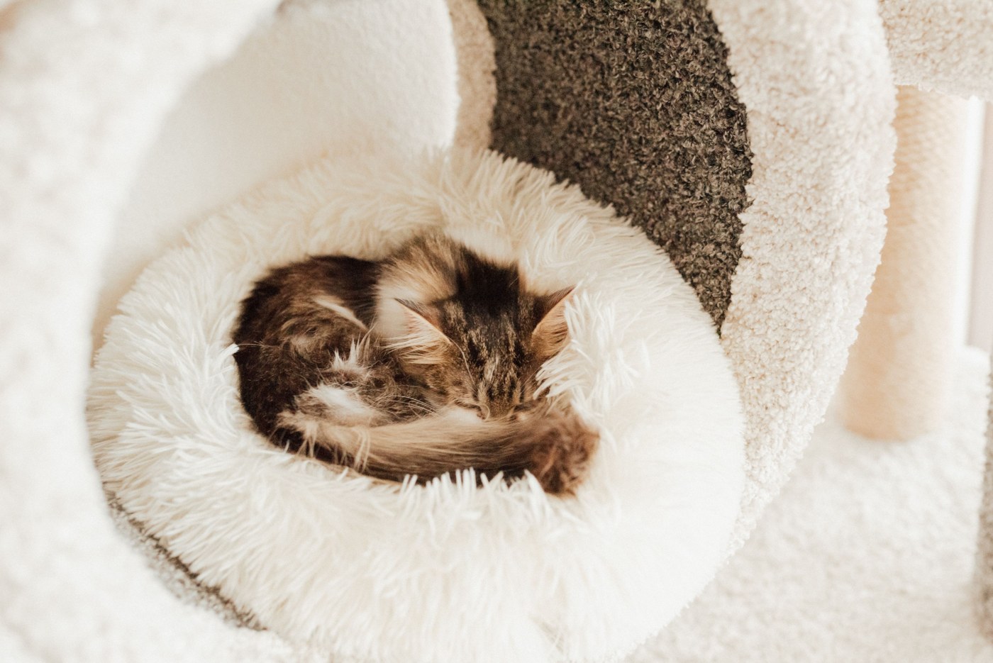 Tabby kitten resting with closed eyes in a soft white cat bed