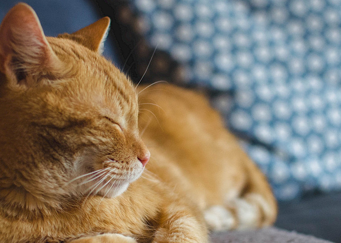 Cat Butlers in Enfield, Waltham Cross & Broxbourne
