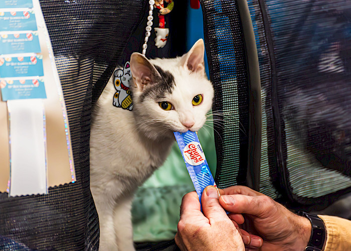 Cat Emergency Kit: A Simple 72-Hour Checklist