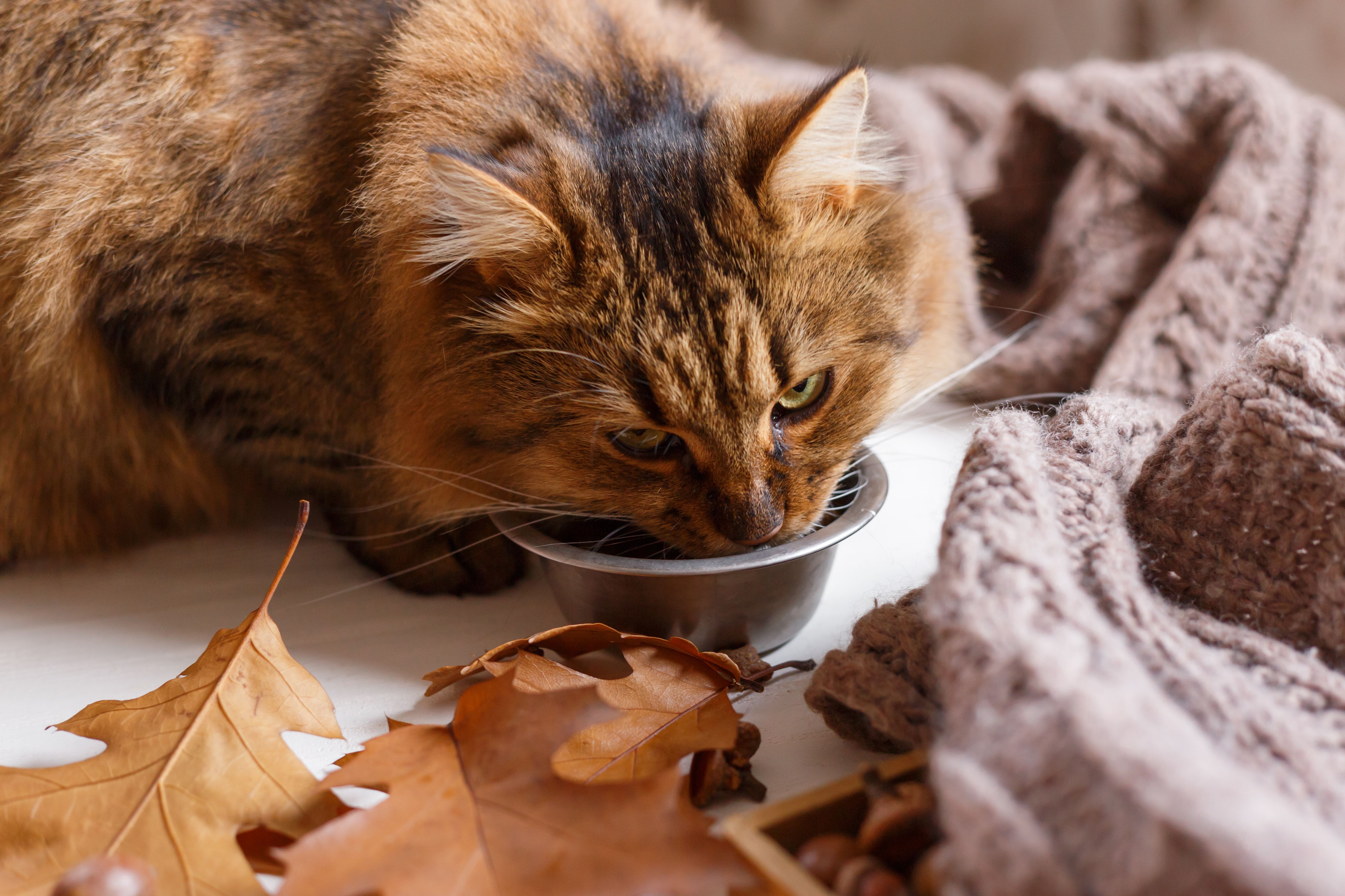 Fluffy cat drinking water from a stainless steel bowl